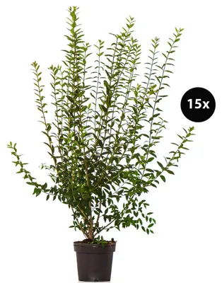 Produktbild von Dehner Wintergrüner Liguster Atrovirens, für 5 Meter Hecke, ca. 100-150 cm, 15 x 7.5 l Topf, Heckenpflanze
