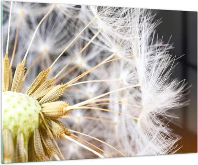 Produktbild von Bilder auf glas - Baby Sommer Pflanze - 100x70cm - Glasbilder - Wandbilder - Kunstdruck - zum Aufhängen bereit - Wanddekoration aus Glas - Glas Bilder - Wandbild auf Glas - Einteilig - GAA100x70-3630