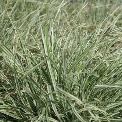 Produktbild von 6 x Weißgrünes Knäuelgras  - Dactylis glomerata 'Variegata'  | Topf 9x9 cm