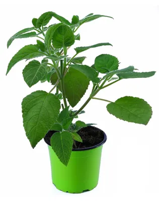 Produktbild von Enseleits Frucht Salbei Pflanze, frische Kräuter Pflanze, SALVIA DORISIANA