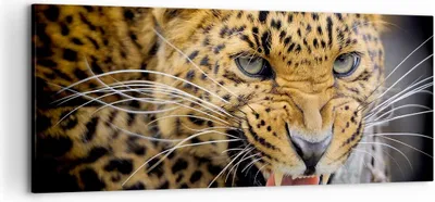 Produktbild von Bild auf Leinwand - Leinwandbild - Leopard tier savanne afrika - 120x50cm - Wand Bild - Wanddeko - Leinwanddruck - Bilder - Kunstdruck - Wanddekoration - Leinwand bilder - Wandkunst - AB120x50-2728