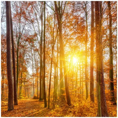 Produktbild von Wallario Magnet für Kühlschrank / Geschirrspüler, magnetisch haftende Folie - 60 x 60 cm, Motiv: Sonnenuntergang im herbstlichen Wald