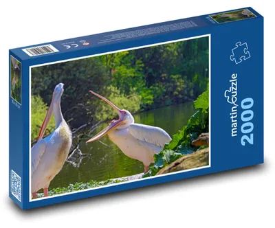 Produktbild von Puzzle 2000 Pelikane am Wasser - martinpuzzle