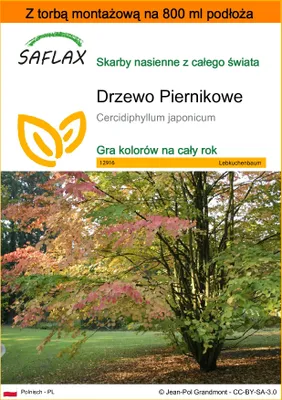 Zdjęcie produktu dla SAFLAX - Garden in the bag - Drzewo Piernikowe - 200 Nasiona - Z podłożem uprawowym w praktycznej, samorozkładającej się torbie - Cercidiphyllum japonicum