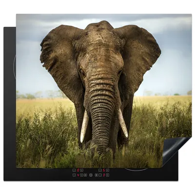 Produktbild von KitchenYeah© Herdabdeckplatte Elefant - Natur - Gras - Tiere - Landschaft , 58x51cm, Küche Deko, Glaskeramikkochfeld Herdabdeckung, Abdeckplatte fùr Kochfeld