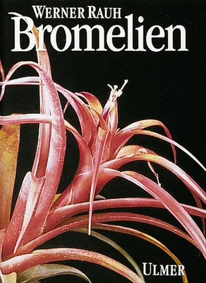 Image de Bromelien