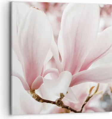 Produktbild von Bild auf Leinwand - Leinwandbild - Einteilig - Zweig Magnolie Blume - 70x70cm - Wand Bild - Wanddeko - Wandbilder - Leinwanddruck - Bilder - Wanddekoration - Leinwand bilder - Wandbild - AC70x70-4538