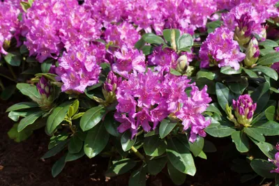 Produktbild von Rhododendron Hybr. 'Pink Purple Dream', rosa-lila, 30–40 cm