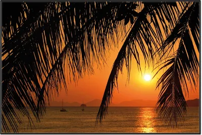 Produktbild von Wallario Wandbild Sonnenuntergang unter Palmenblättern, Größe: 61 x 91,50 cm, Poster mit schwarzem Aluminiumrahmen