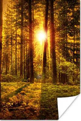 Produktbild von MuchoWow® Poster Wald - Sonne - Bäume - Natur - Sonnenuntergang 20x30 cm - Papierdruck
