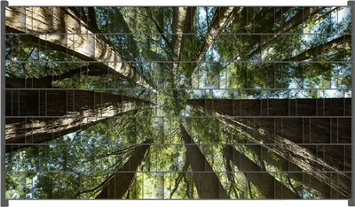 Produktbild von Wallario Zaunsichtschutz mit Motiv Mamutbäume von unten betrachtet für Ein- und Doppelstabmatten Zäune in der Größe 250 x 140 cm