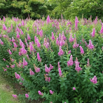 Produktbild von Spiraea billardii Triumphans, Höhe:Busch 40 - 60 cm