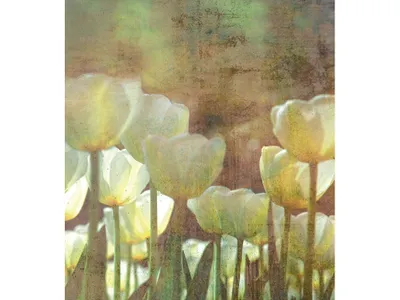 Produktbild von Fototapete - White Tulips Abstract 225x250cm - Vliestapete
