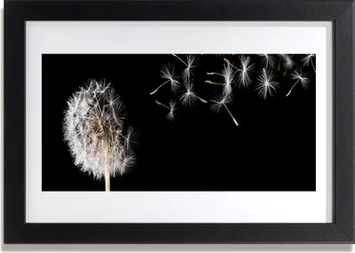 Produktbild von Bild 30x20 MDF-Rahmen Wandkunst Löwenzahn-Blume Drops