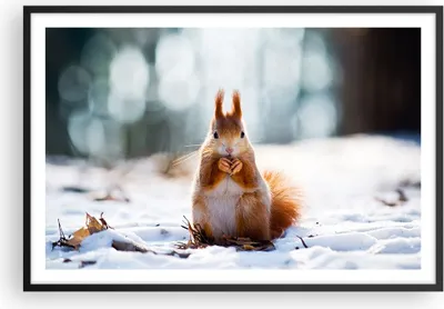 Produktbild von Gerahmtes Poster - Schwarzer Rahmen - Eichhörnchen Winter Schnee Essen - 91,5x61 cm - Wand Bild - Wanddeko - Wandbilder - Wandposter - Bilderrahmen - Bilder - Kunstdruck - Wandbild - P2BAA91x61-2798