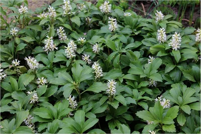Produktbild von Stauden Gänge 100 x Pachysandra terminalis 'Green Carpet' - Dickmännchen - Pflegeleichtes Grün für schattige Ecken - Laubschlucker - Bodendecker
