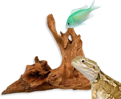 Produktbild von BioRoot Mangrovenwurzel für Terrarium und Aquarium S 20cm