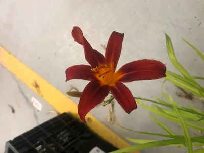Produktbild von 6 x Hemerocallis 'Sammy Russell' – Taglilie - Topf 9x9 cm