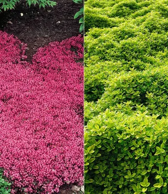 Produktbild von BALDUR-Garten Bodendecker Thymian-Kollektion 6 Pflanzen Rot und grün Polsterthymian Thymian Pflanzen, winterharte Stauden, trockenresistent, mehrjährig, bienenfreundlich, blühend, Thymus serpyllum