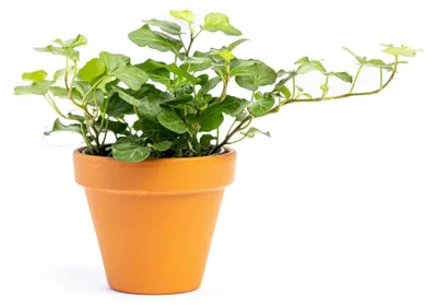 Produktbild von Gardners Hedera helix Green Wonder, Durchmesser 9 cm