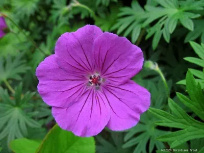 Produktbild von 3 x Storchschnabel Tiny Monster - purpurviolett - Tb 9
