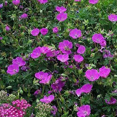 Produktbild von 6 x Blut Storchschnabel  - Geranium 'Dilys'  | Topf 9cm x 9cm