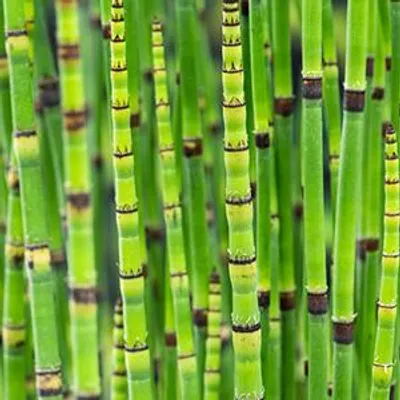 Productafbeelding van Moerings Equisetum Japonica | Japanse Holpijp | In 18CM Mand Kant en Klaar