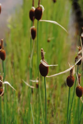 Produktbild von Zwergrohrkolben, im Topf - Typha minima