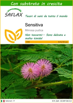 Immagine prodotto di SAFLAX  - Sensitiva - 70 semi - Con substrato - Mimosa