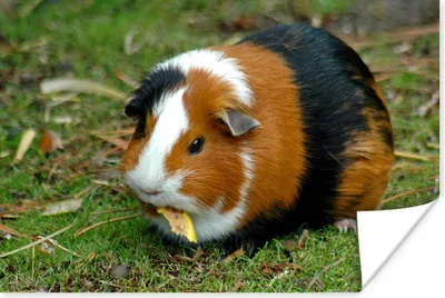Produktbild von MuchoWow® Poster Meerschweinchen draußen 60x40 cm - Schlafzimmerdekoration