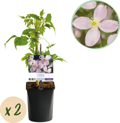 Immagine prodotto di Rampicante - Clematis montana Rubens - Fiore rosa - Fioritura precoce - Piante a bassa manutenzione -2 - 30-40cm - Ø10cm - Pianta da giardino
