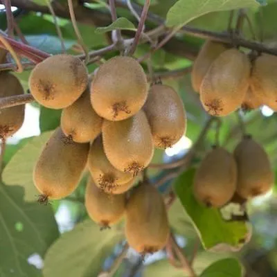 Produktbild von Actinidia deliciosa 'Hayward' - Weibliche Kiwi 'Hayward' | 100-125 cm im topf