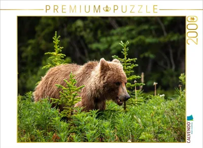 Produktbild von CALVENDO Puzzle Grizzlybär 2000 Teile Puzzle quer | 2000 Teile Lege-Größe 90x67cm Foto-Puzzle für glückliche Stunden