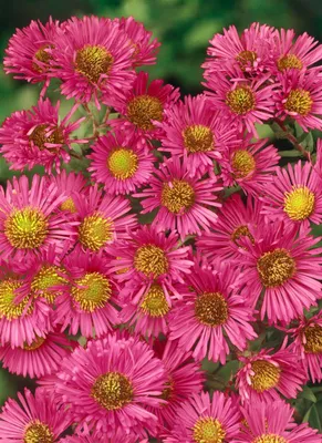 Produktbild von Aster novae-angliae 'Alma Pötschke', Herbstaster, pink, ca. 11x11 cm Topf