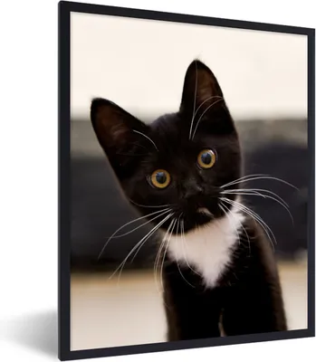 Produktbild von MuchoWow® Gerahmtes Poster Eine Nahaufnahme eines schwarz-weißen Kätzchens 60x80 cm - Poster mit Schwarzem Bilderrahmen Wandposter Rahmen Foto Bilder - Premium - Wanddeko Wohnzimmer