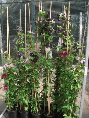 Produktbild von Clematis Hybride 'The President', Waldrebe, blauviolett, 100–150 cm