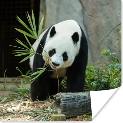 Produktbild von MuchoWow® Poster Panda - Baumstamm - Höhle 100x100 cm - Babyzimmer