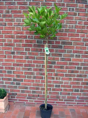 A potted tree stands in front of a brick wall.