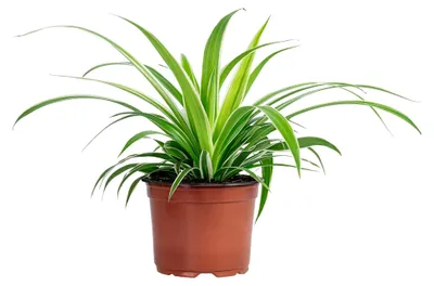 Produktbild von Grünlilie 'Ocean' - pflegeleichte Zimmerpflanze, Chlorophytum comosum - Höhe ca. 20 cm, Topf-Ø 12 cm