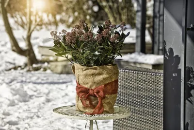 Produktbild von Windhager Winterschutz für Pflanzen Jute 0,5 x 4 m natur