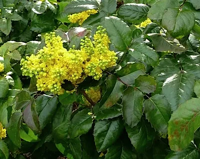 Immagine prodotto di Mahonia aquif. 'Apollo' - Mahonia 25- 30 cm - Contenitore