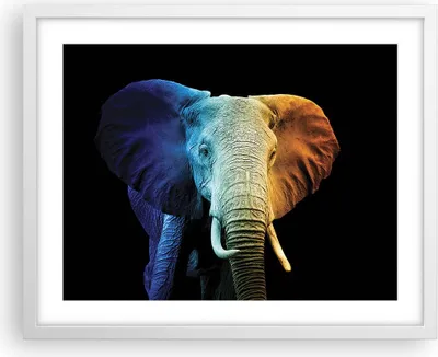 Produktbild von Gerahmtes Poster - Weißer Rahmen - Bunt Elefant Fotografie - 50x40 cm - Wand Bild - Wanddeko - Wandbilder - Kunstposter - Wandposter - Bilderrahmen - Bilder - Kunstdruck - P2WAA50x40-4768