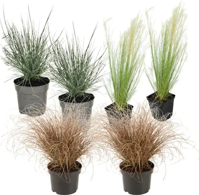 Produktbild von Ziergras-Set - 6 Stk - Stipa, Festuca, Carex - Höhe 15-25cm - ⌀11cm