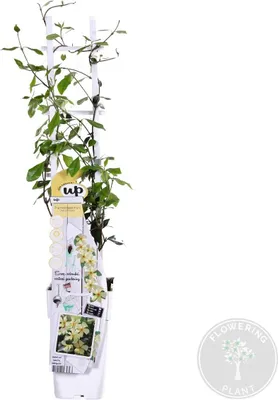 Zdjęcie produktu dla Bloomique - Trachelospermum Jasminoides - Jaśmin toskański - Żółty - Rośliny pnące - Rośliny ogrodowe - Wytrzymałe - Zimozielone - Wysokość 50-70 cm - Doniczka 15 cm
