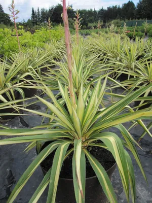 Produktbild von Yucca flaccida Golden Sword - Garten-Palmlilie Golden Sword - 40-60cm