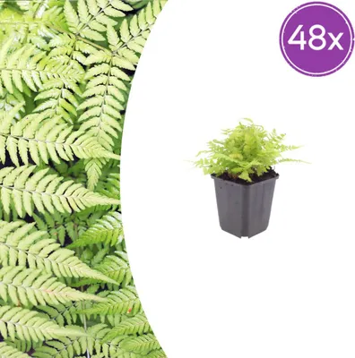 Produktbild von Dryopteris filix-mas | 48 Stück - 10-25cm - Ø9cm - Gartenpflanze