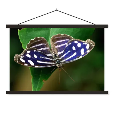 Produktbild von MuchoWow® Textilposter Blauer Meerbusenfalter 90x60 cm mit schwarzem Rahmen - Aufhängungssatz