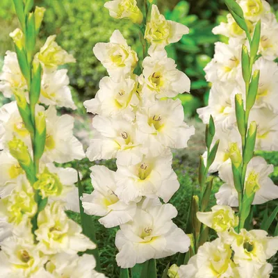 Obrázok produktu pre Ivory Priscilla Veľkokvetá gladiola 5 ks cibule gladioly