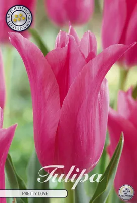 Artikelbild 2 von 'Tulpe Pretty Love (7 Stück)' aus der Kategorie Tulpenzwiebeln