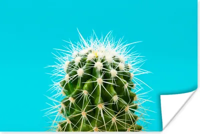 Produktbild von MuchoWow® Poster Kaktus auf blau 90x60 cm - Schlafzimmer